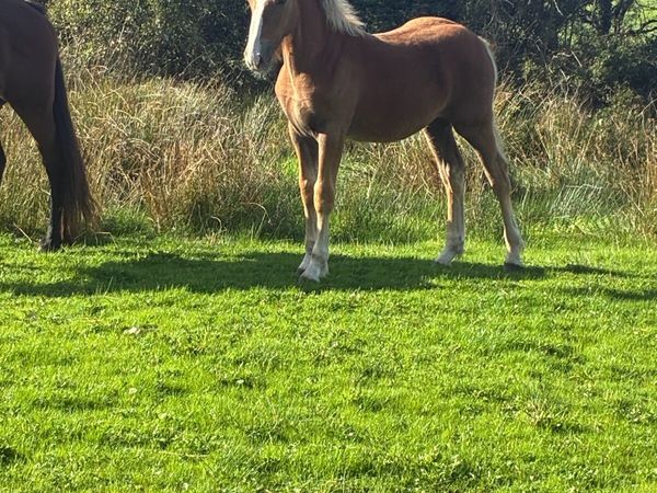 Filly foal - Main image