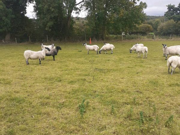 Hoggets - Main image
