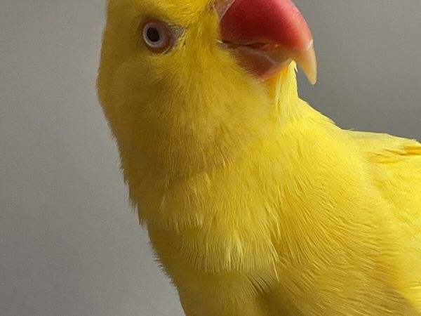 Yellow Female Ringneck with Cage Included - Main image