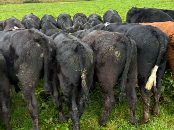 Angus lim and Hereford bulls - Main image