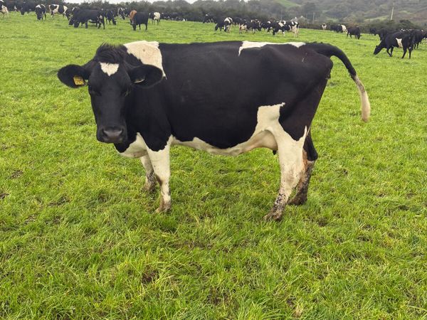 Dairy cows - Main image