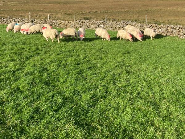Ewe lambs - Main image