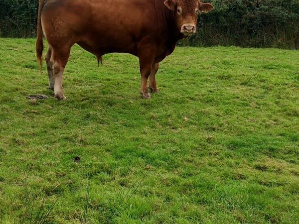 Bull - Main image