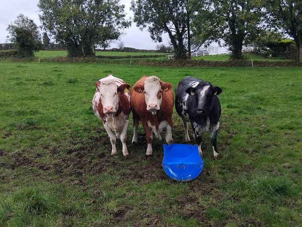3 continental cross heifers - Main image