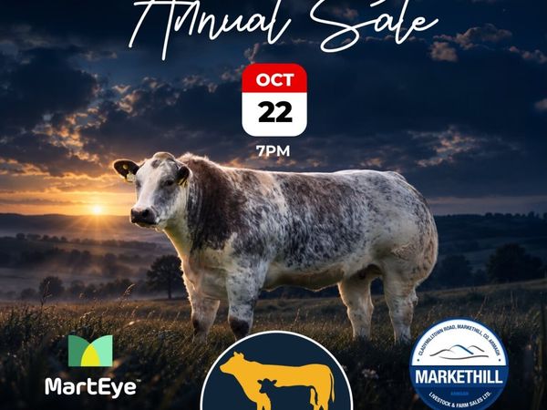 C&M Tumilty In-Calf Heifers Sale - Main image