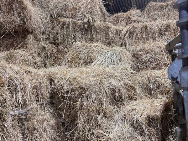 Square bales of hay - Main image