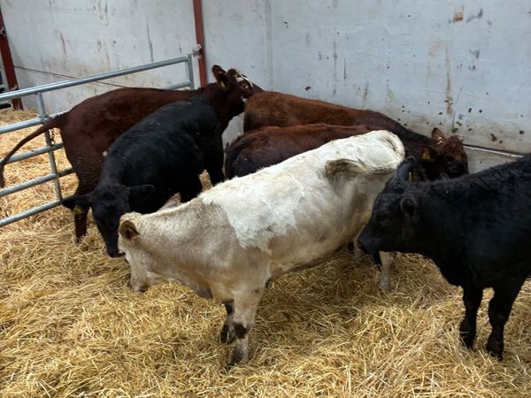 Store heifers - Main image