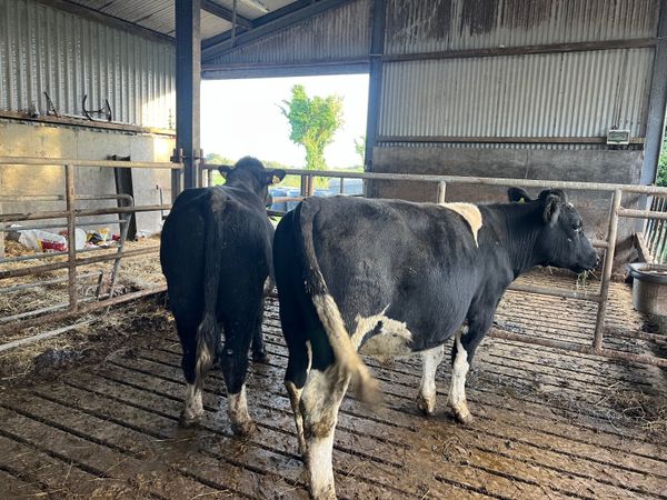 Cattle - Main image