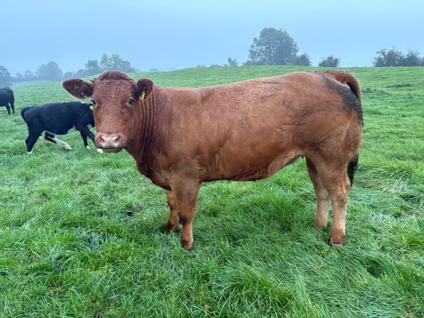 Heifers for Sale - Main image