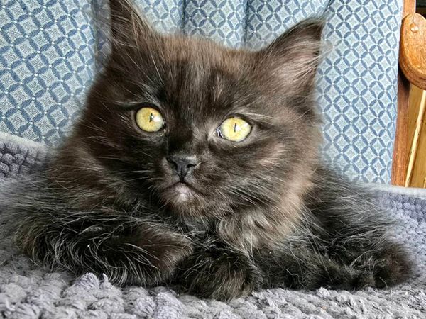 Siberian Forest kitten - Main image