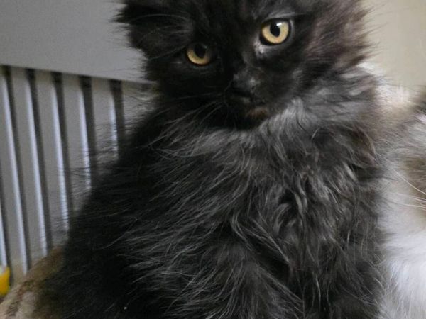 Siberian Forest kitten - Main image