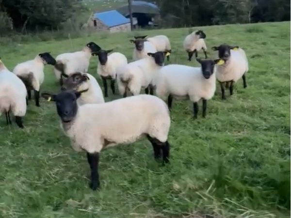 12 Suffolk 2 year old ewe - Main image