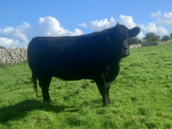 Aberdeen Angus Heifers - Main image