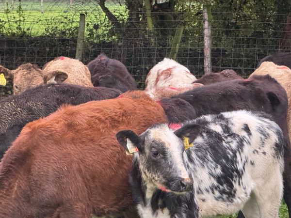 18 ABERDEEN ANGUS WEANLINGS ( HOMEBRED) - Main image