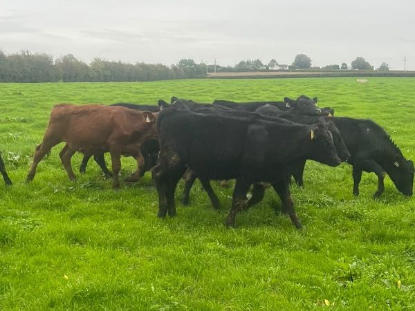 Aberdeen Angus Weanlings Heifers for sale 200kg - Main image