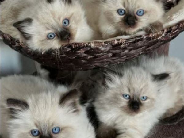 Ragdoll  mainecoon - Main image