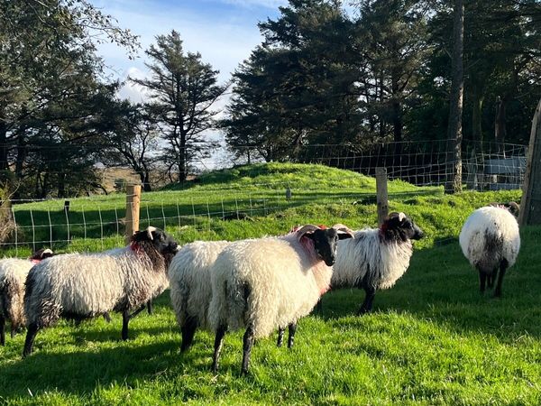 Mountain Ewe Lambs - Main image