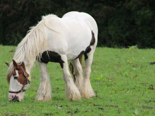 Cobs-ponys-Thoroughbreds wanted - Main image