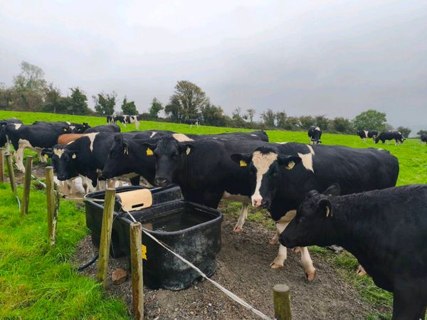 24 PED incalf Hefiers - Main image
