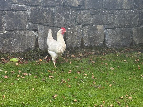 Chickens - Main image