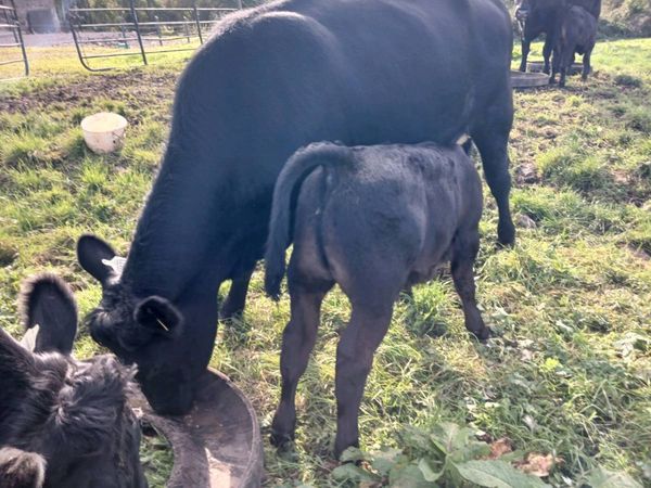 3 AA first calvers - Main image