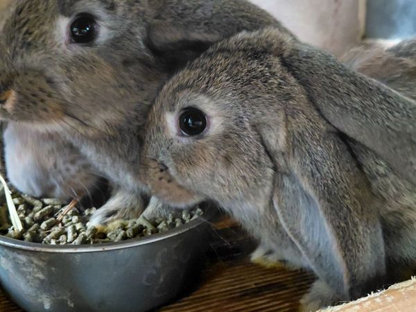 Baby Rabbits Flemish Giant x Lop - Main image