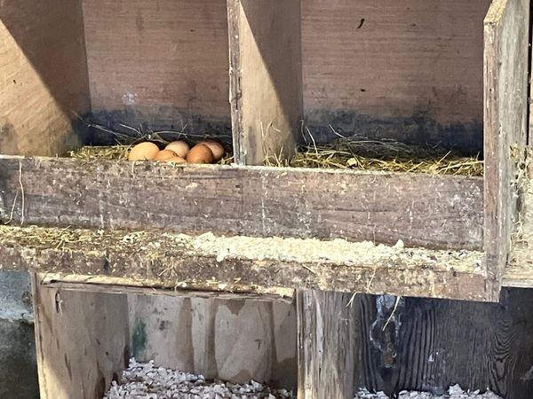 Hens - Main image