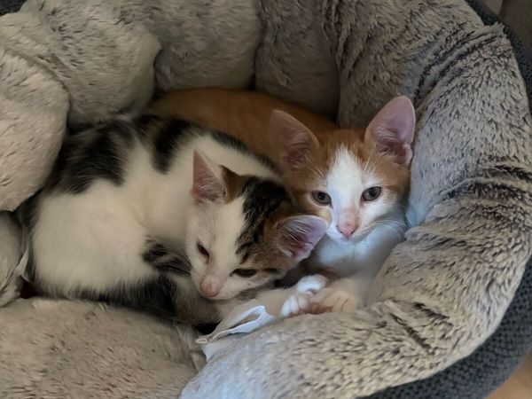 Kittens - Main image