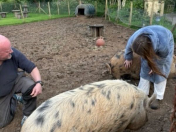 2 Kune Kune sows - Main image