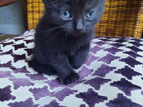 British Shorthair Ragdoll mix kitten - Main image
