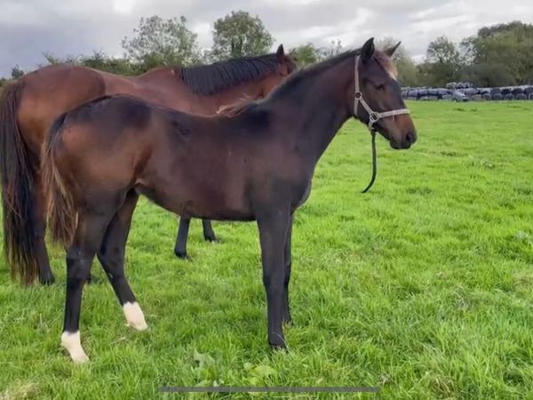Zirocco Gold foal and mare - Main image