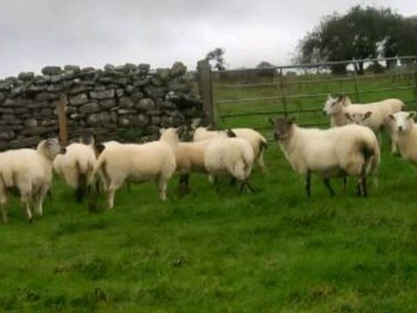Ewe Hoggets - Main image