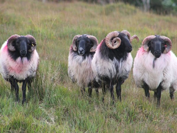 Blackface Ram Hoggets & Lambs - Main image