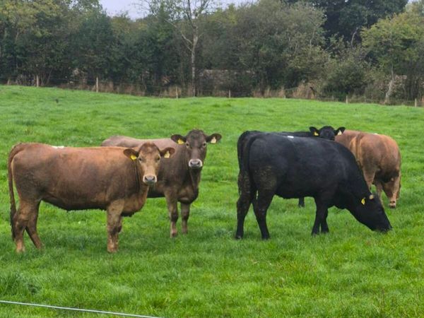 Heifers - Main image