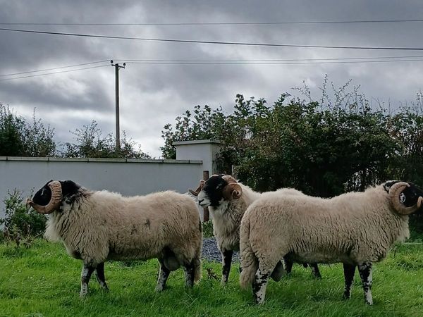 Swale hogget rams for Cahir - Main image