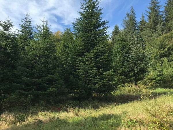 Christmas Tree's for sale - Main image