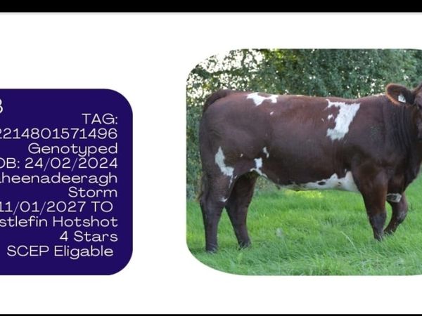 Purebred Shorthorn Heifer - Main image