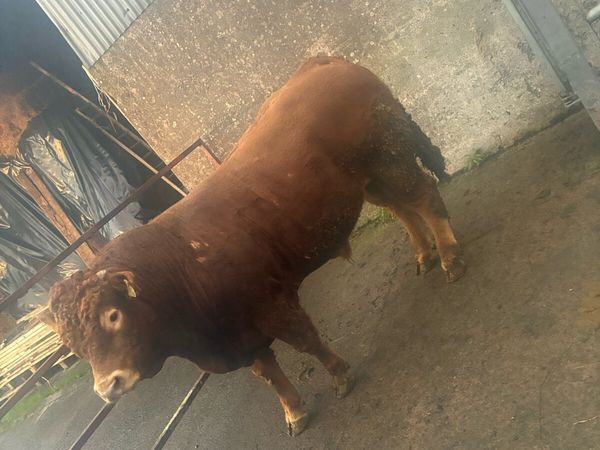 18 mth limousin bull - Main image