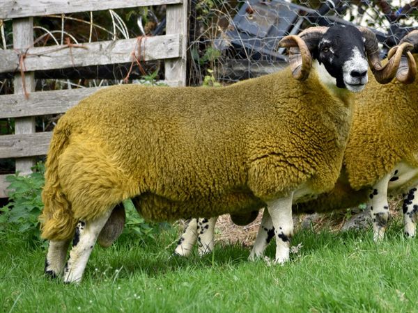 Perth shearling and ram lamb - Main image