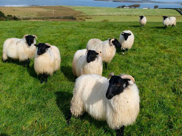 Blackface Mountain Ewe Lambs - Main image