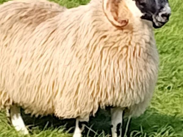 Ram lamb - Main image