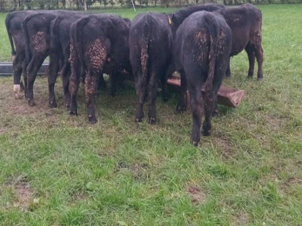 8 smashing angus heifer weanlings - Main image
