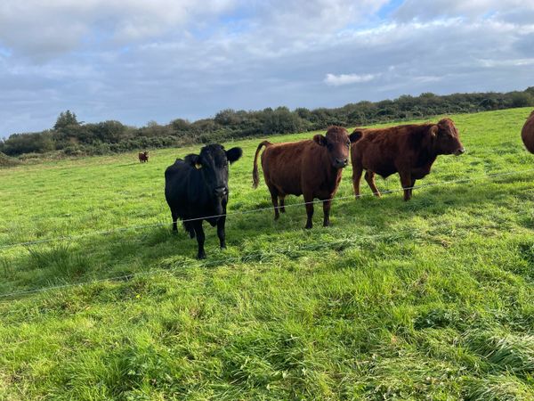 Dexter cows - Main image