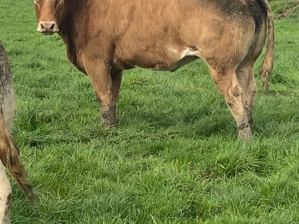 Heifers - Main image
