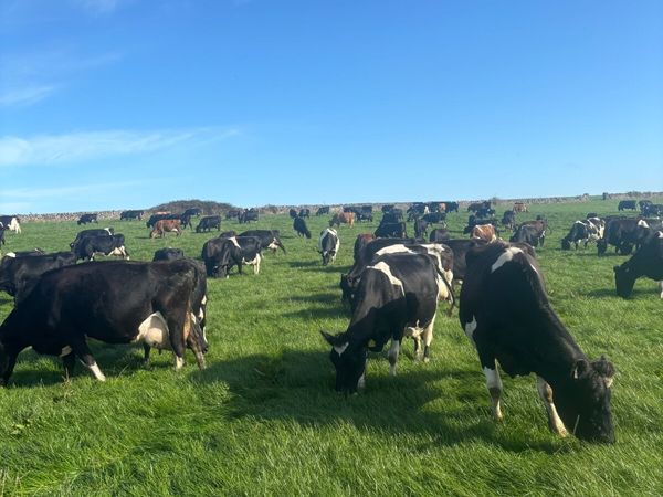 Relief milker - Main image