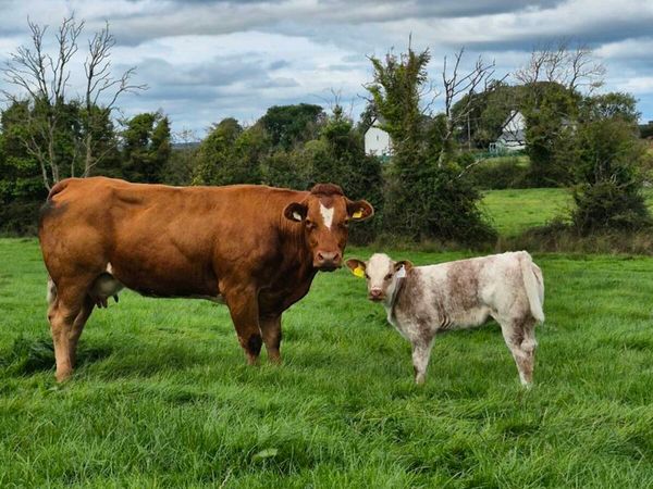 Calved + Incalf heifers - Main image