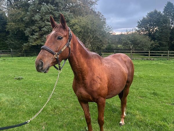 3 Year Old Filly ISH - Main image
