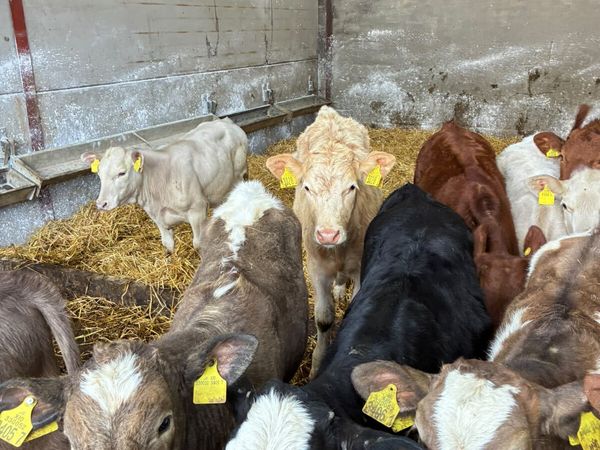 Charolais lim and Angus heifers - Main image