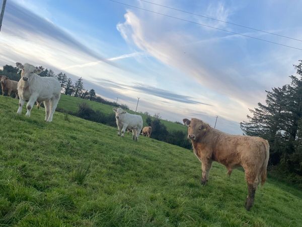 3 CLASS CHX HOMEBRED bull weanlings - Main image