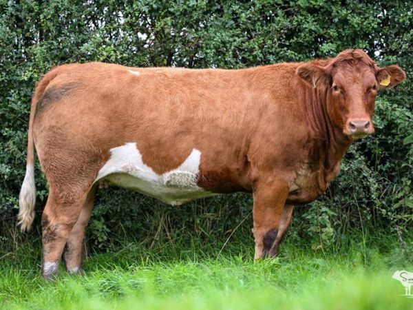 Henry’s Incalf heifers - Main image
